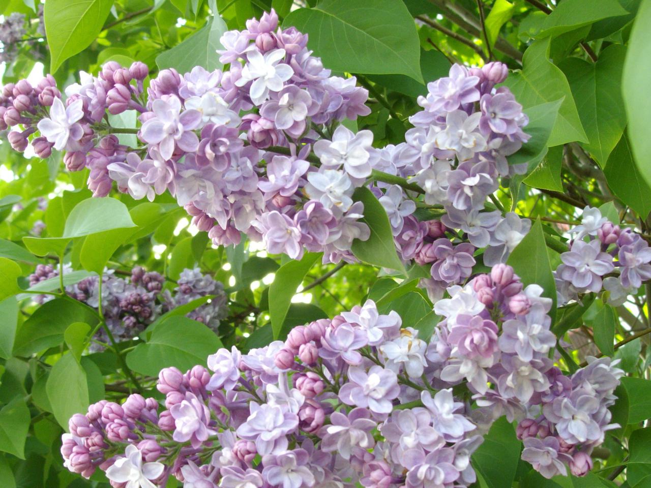 Lilak pospolity 'Michel Buchner' - Syringa vulgaris 'Michel Buchner'