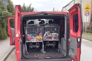 Grajewo. Złodzieje okradli supermarket i zapakowali wózki do samochodu. Grozi im do 5 lat więzienia