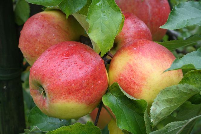 Jabłoń domowa 'Jonagold'