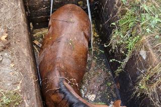 Strażacy uratowali konia, który wpadł do betonowego zbiornika z wodą