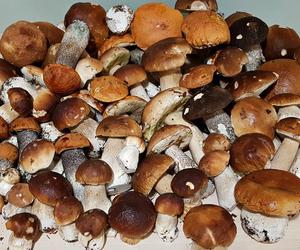 Najzdrowszy grzyb w Polsce. Ma wiele witamin i działa jak antybiotyk