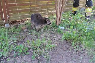 Mały szop wałęsał się po działkach w Kamieńczyku