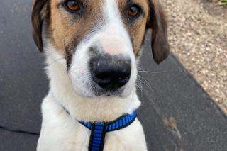 Sonia. Czeka na dom w Schronisku dla bezdomnych zwierząt w Zamościu