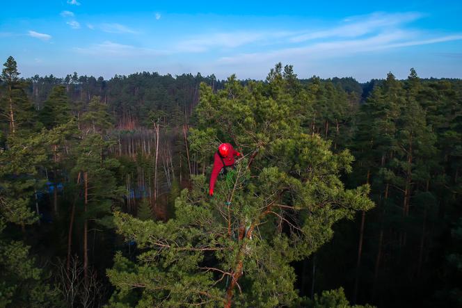 źródło: www.lipusz.gdansk.lasy.gov.pl