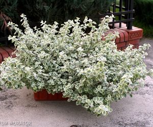 Kocanka włochata = kocanki włochate - Helichrysum petiolare