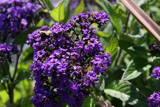 Ta roślina była hitem PRL-u. Zasadź ją teraz, a będzie kwitnąć aż do jesieni 