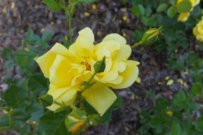 W Ogrodzie Botanicznym Uniwersytetu Kazimierza Wielkiego zakwitły róże