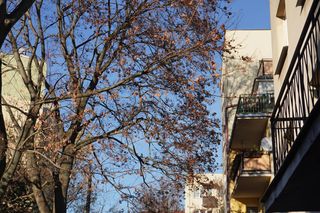 „W lecie nie mamy światła”. Problem z drzewem przy ul. Siewnej w Lublinie