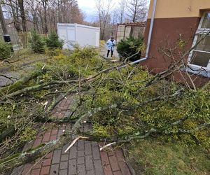 Groźne wichury na Warmii i Mazurach. Drzewo spadło na jadące auto, jedna osoba ranna