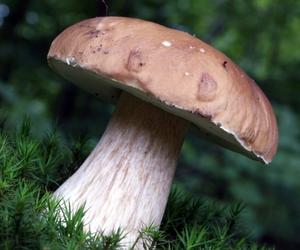 Grzyby na początku jesieni w Polsce. Zobaczcie, jakie gatunki grzybów znajdziecie w lasach!