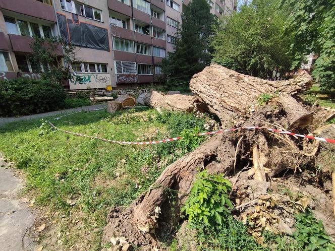 Wielkie drzewo runęło im na blok. „Widziałam, jak na mnie leci!”