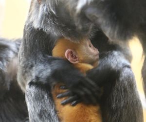 Lutung jawajski w gdańskim zoo