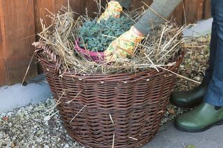 Zabezpieczanie roślin tarasowych na zimę