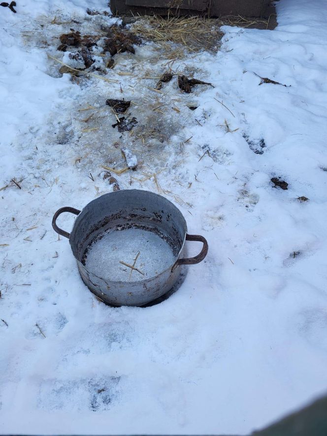 Koszmar suczki Figa niedaleko Gostynia. Sama skóra i kości, na mrozie, bez dostępu do wody i jedzenia