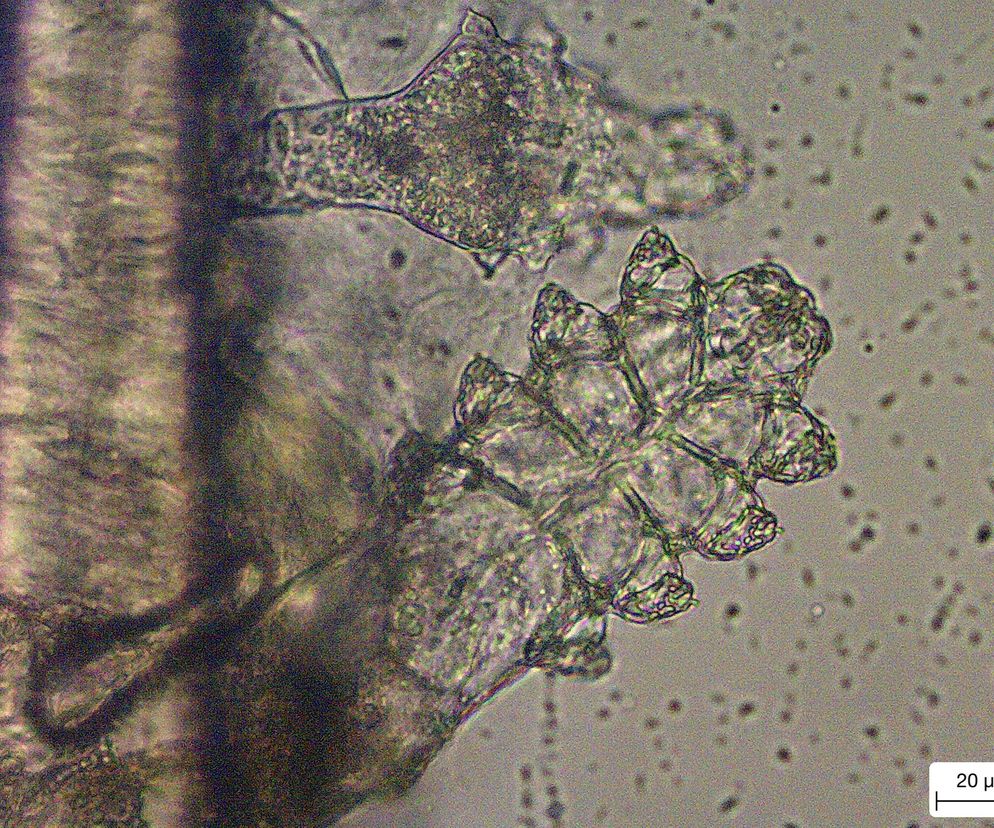 Ma kształt cygara i cztery pary nóżek.
