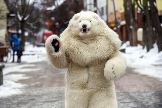 Afera z fałszywym białym misiem w Zakopanem! Skąd w ogóle ten zwyczaj?