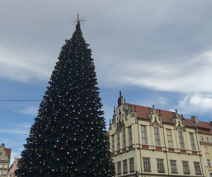 Choinka za milion złotych stanęła we Wrocławiu. Tak wygląda luksusowe drzewko 