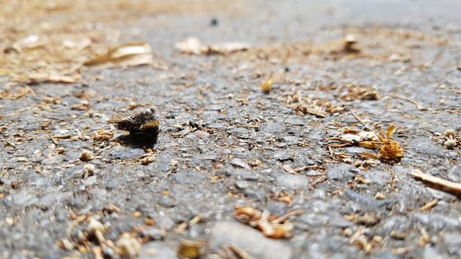 Pszczoły padają w Warszawie