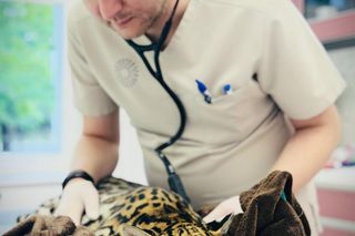 Dziki kot u weterynarza.