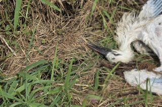 Żywioł nie oszczędził nawet bocianów. Nawałnica zabiła całą rodzinę