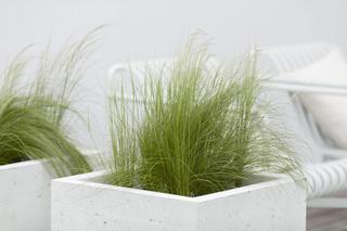 Trawy ozdobne w donicach