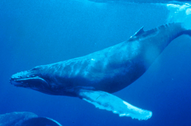 Niebieski wieloryb dotarł do Gliwic?
