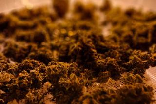 Nielegalna uprawa konopi indyjskich na Jachcicach! Policja zatrzymała 33-latka