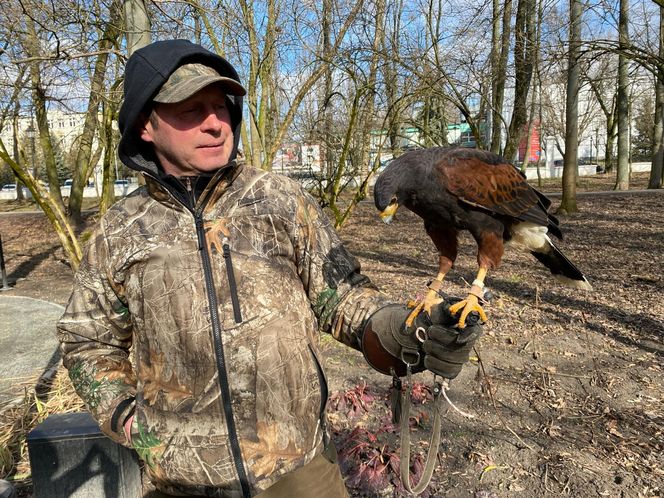 Drapieżnik lata nad „Aleksandrią”. Jastrząb Grażyna płoszy gawrony