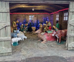 Szopka Bożonarodzeniowa stanęła na Rynku Głównym w Grudziądzu. Zobacz zdjęcia 