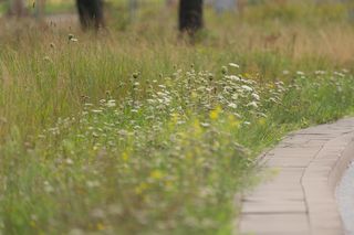 Warszawa w kwiatach - nagroda bioróżnorodności