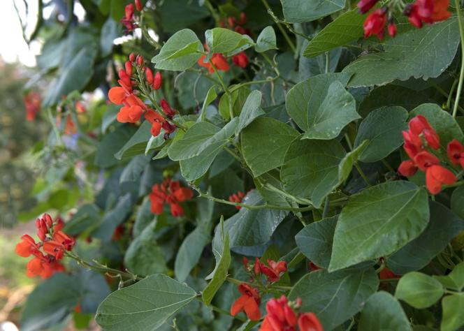 Fasola ozdobna (Phaseolus coccineus)