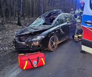 Auto zderzyło się z łosiem