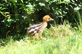 Młody kazuar w warszawskim ZOO