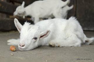 Małe kózki we wrocławskim zoo