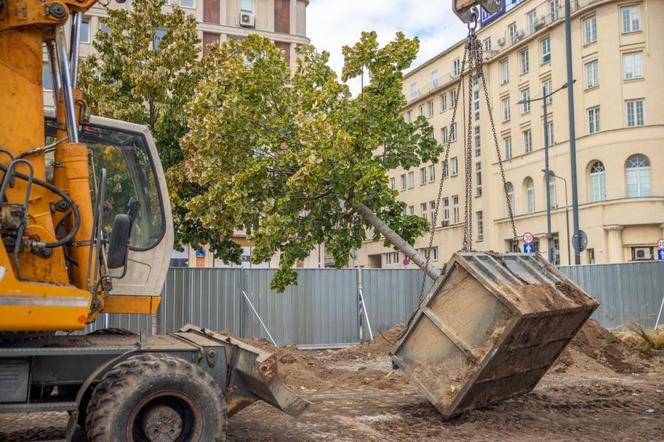 Przesadzanie drzew z pl. Powstańców Warszawy w Śródmieściu