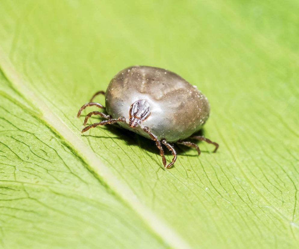 Haemaphysalis longicornis