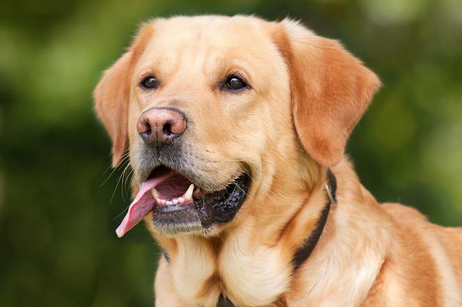 Psy mają pomóc w walce z COVID-19. Trwają badania Brytyjczyków. Mamy komentarz eksperta [AUDIO]