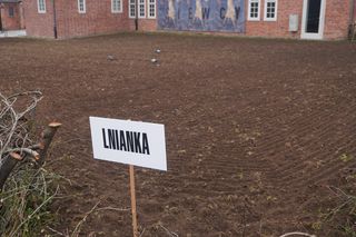 W samym centrum Olsztyna powstało… prawdziwe pole. O co chodzi?