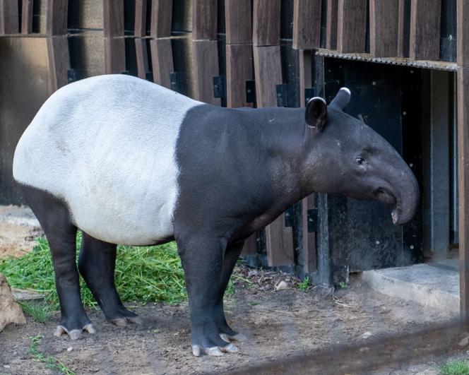 Tapir Willy nowym mieszkańcem Orientarium w Łodzi