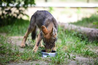 W Myślęcinku zamieszkała mała wilczyca