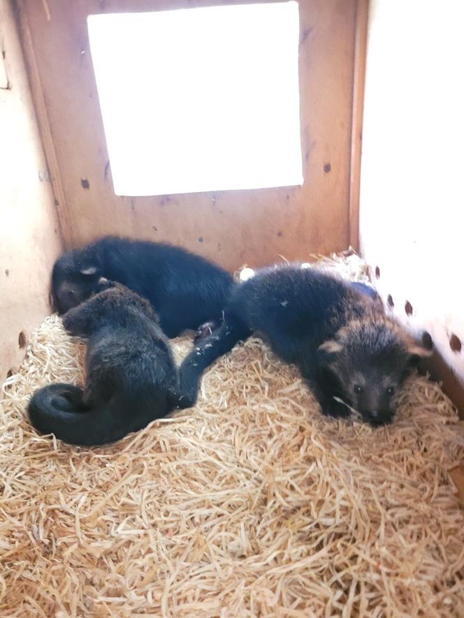 Baby book w łódzim ZOO. Poznajcie nowych, wyjątkowych lokatorów [ZDJĘCIA] 