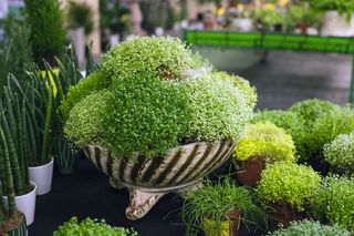 Soleirolia rozesłana