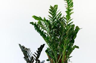 Zamiokulkas zamiolistny 