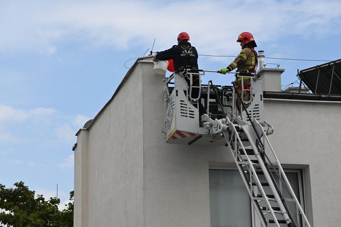 Egzotyczny pająk uciekł z domu! Akcja służb w centrum Gdyni 