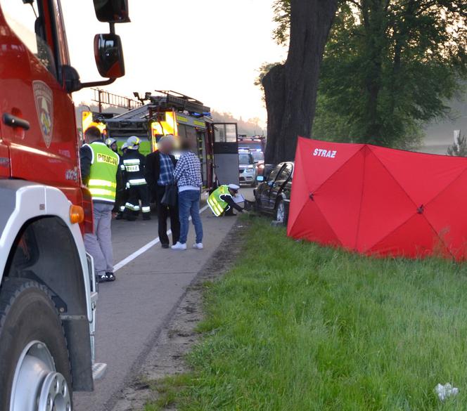 Tragiczny wypadek na DK 22. BMW uderzyło w drzewo. Kierowca chciał uniknąć zderzenia z sarną. Zginął 29-latek [ZDJĘCIA]