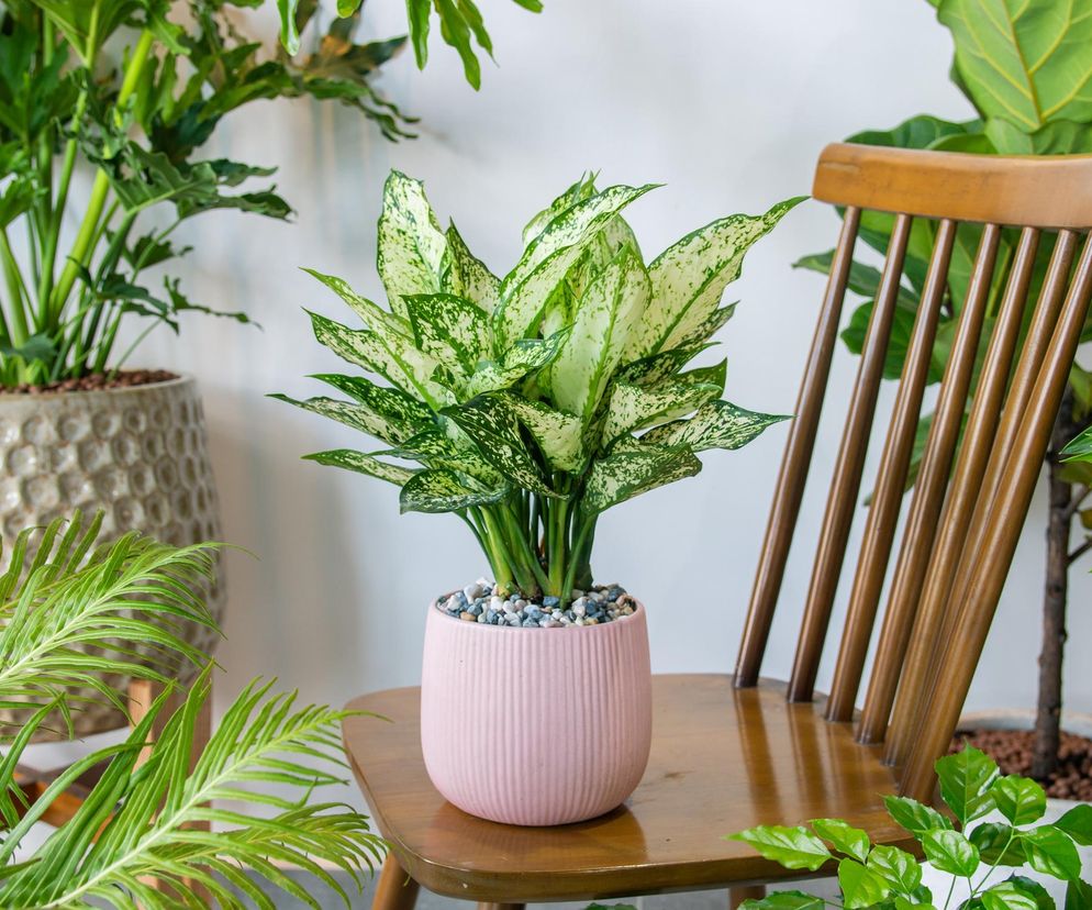 Aglaonema