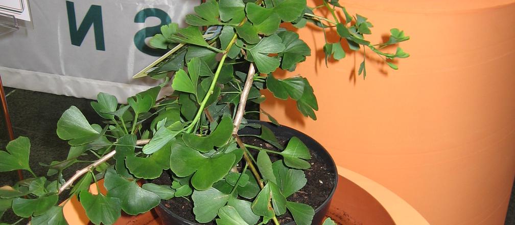 Miłorząb dwuklapowy 'Jade Butterfly' 