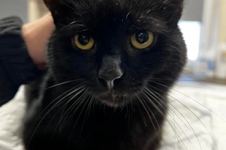 Kot do adopcji w zielonogórskim schronisku