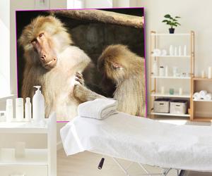 Małpia kosmetyczka pracuje 7 dni w tygodniu. Jedyne takie miejsce w stolicy. „Iskanie relaksuje”