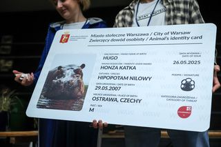 Hugo z zoo baluje! Hipopotam z Warszawy ma 18 lat i dowód osobisty